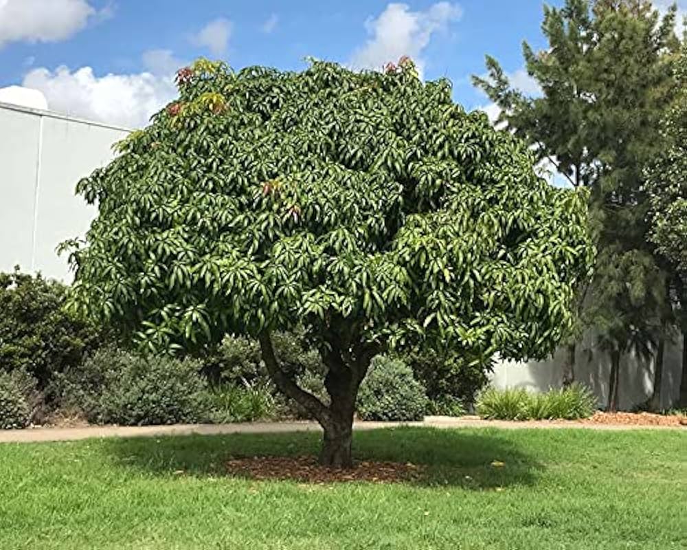 Gr Nbl Ttrige Mangob Ume Mangifera Indica  Ornamental Garden Plant Premium Quality Seeds
