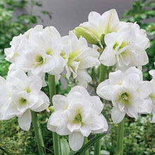Amaryllis Hippeastrum White flower Seeds for colorful blooms in the indoor pots and decorative garden containers