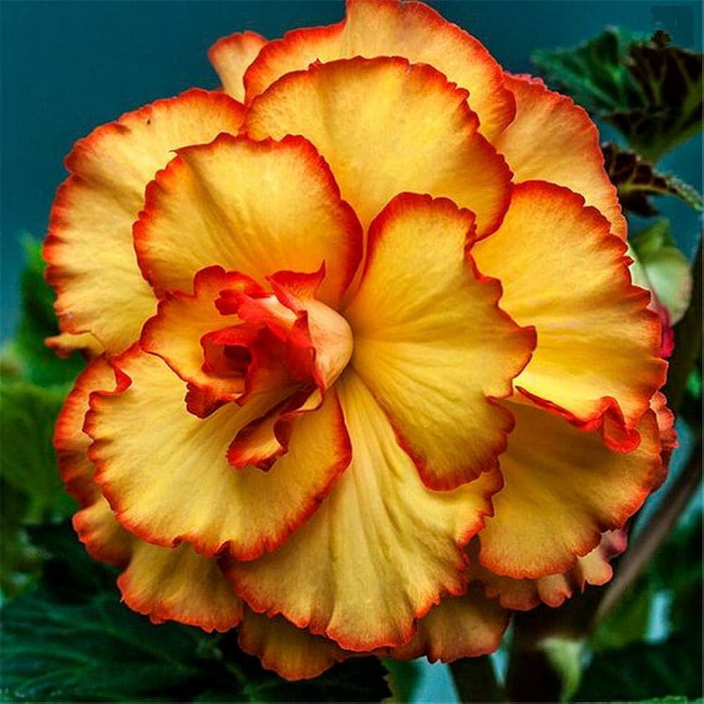 Begonia Flower ��������� Begonia spp. ��������� for planting in yellow garden
