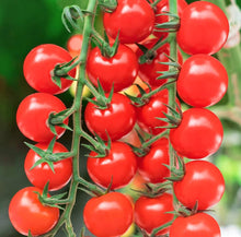 Imperatorskiy Tomato Seeds for home growers seeking a reliable harvest