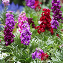 Stock Purple Ten-Week High Red Seeds for gardeners building out beds and borders