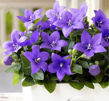 Platycodon Grandiflorus Balloon Seeds for seasonal color across the Multi-Color Garden