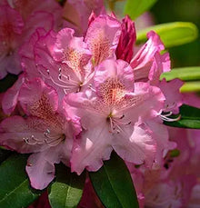 Catawba Rhododendron Seeds (Rhododendron catawbiense) for a lasting display in the Flower Bed & Garden