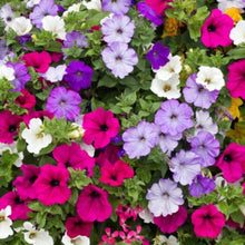Petunia Geädert Mix Flower Plant Seeds for reliable seasonal color