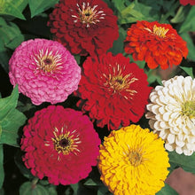 Zinnia Art Deco Flower Mix Seeds for a bright addition to the flower bed