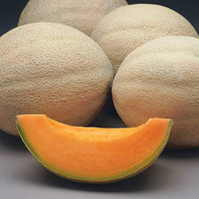 Melon Rannya Seeds for productive rows in the Sweet, Delicious Melons in Your Garden