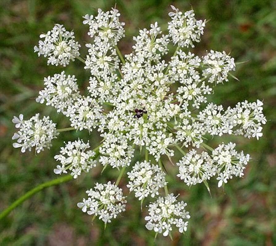 Queen Anne's Lace Flower ��������� Daucus carota ��������� for planting in wildflower garden