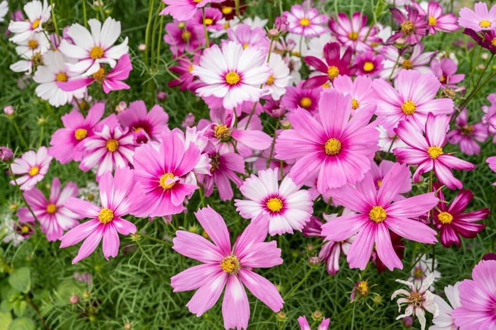 Cosmos Shells flower seeds