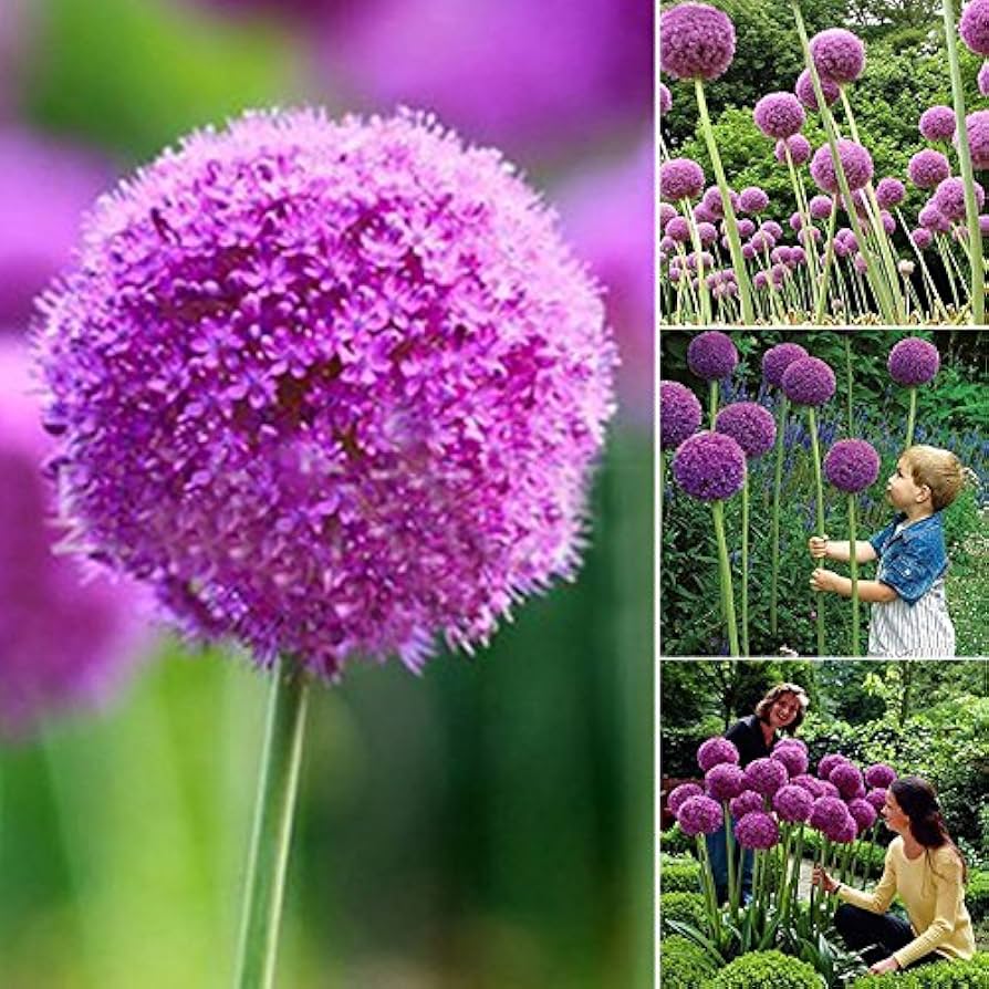 Allium Flower ��������� Allium spp. ��������� for planting in white purple garden