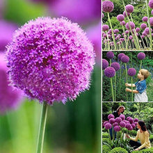 Allium Flower ��������� Allium spp. ��������� for planting in white purple garden
