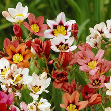 Balcony Pot Flower Red Sparaxis Tricolor Rose Flowering Plants for seasonal color across the Home & Garden Seeds