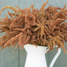 Amaranthus Hot Biscuits Seeds (Amaranthus cruentus) for a bright addition to the Flower Bed