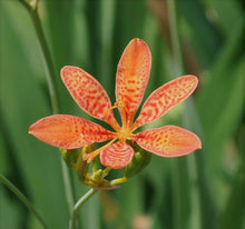 Lily Iris Domestica Blackberry Flower Seeds for Planting – Unique Blooms for Pollinator Gardens and Wildflower Beds
