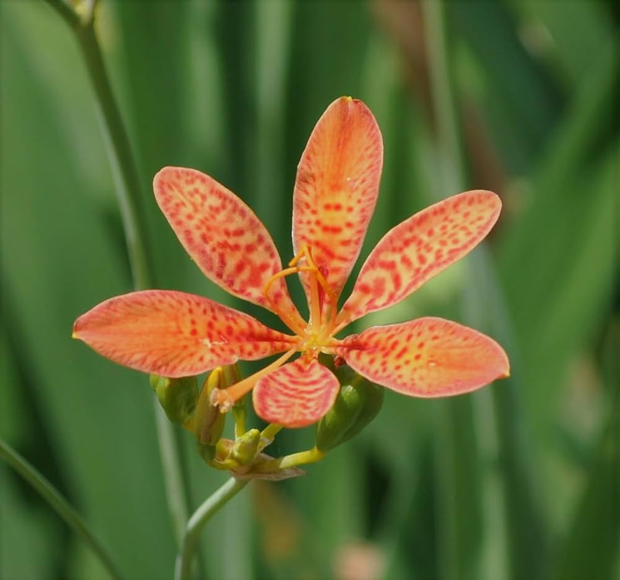 Lily Iris Domestica Blackberry Flower Seeds for Planting – Unique Blooms for Pollinator Gardens and Wildflower Beds