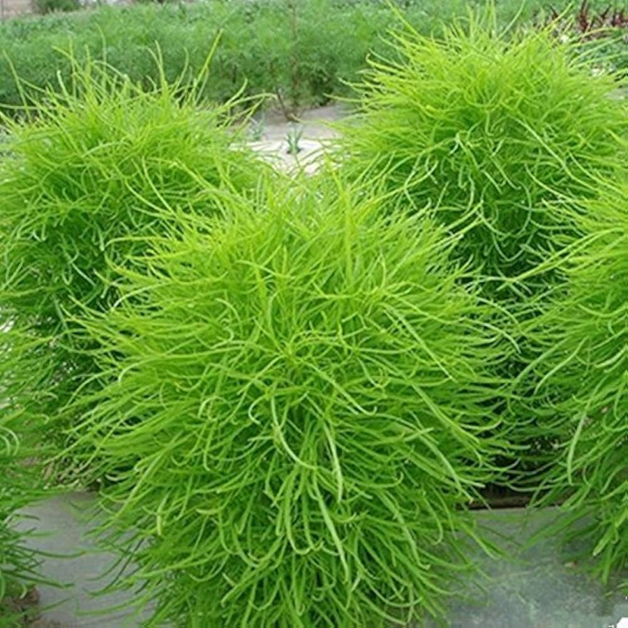 Light Green Kochia scoparia for mini perennial grass garden planting