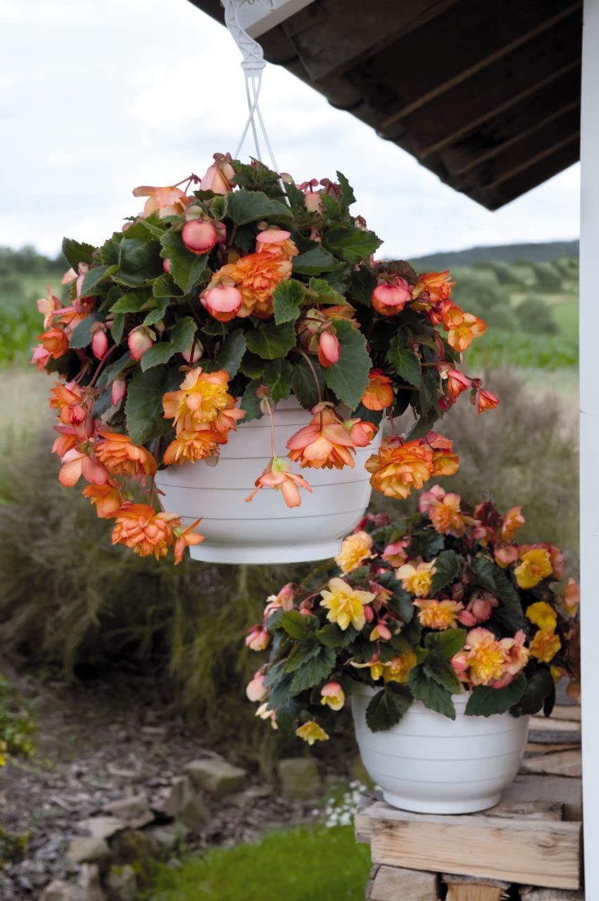 Begonia Begonia tuberhybrida Golden Picotee Illumination flower seeds for home garden - for planting in home garden