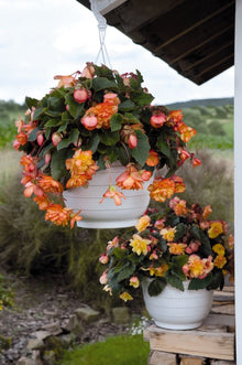 Begonia Begonia tuberhybrida Golden Picotee Illumination flower seeds for home garden - for planting in home garden