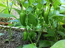 Early Jalapeño Pepper Seeds (Capsicum annuum) for a reliable harvest in the hot pepper home gardens