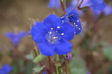 California Blue Bell Endymion Seeds for reliable seasonal color