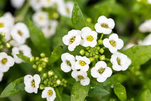 Sweet Alyssum Seeds for growers seeking a long-blooming display