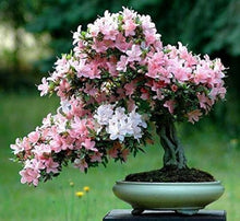 Spring Bonsai Seeds for growers establishing the Yard Garden
