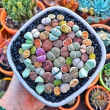 Living Stone Lithops Karasmontana succulent seeds for planting in indoor pots and decorative rock gardens - for planting in home garden