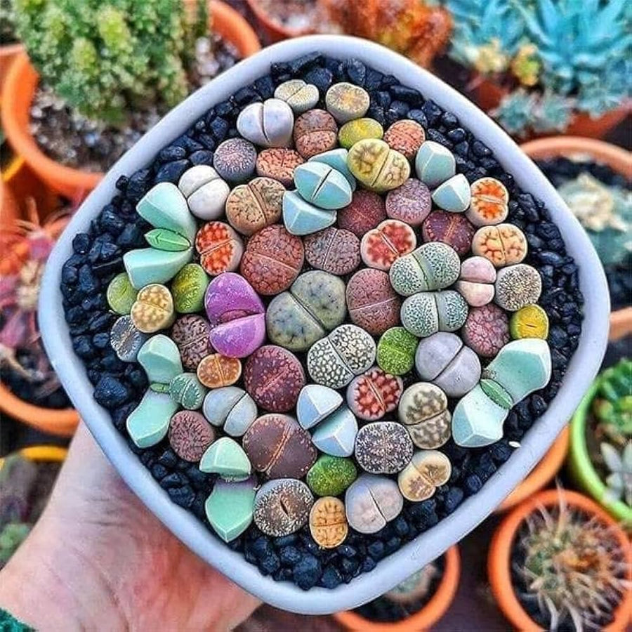 Living Stone Lithops Karasmontana succulent seeds for planting in indoor pots and decorative rock gardens - for planting in home garden