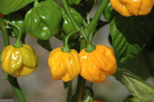 Aji Dulce Amarillo Pepper Seeds (Capsicum chinense) for a reliable harvest in the vegetable patch and home greenhouse