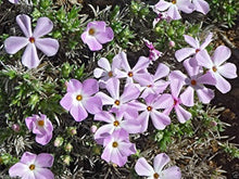 Linanthus Grandiflorus Seeds for growers seeking a long-blooming display
