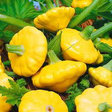 Yellow Scallop Bush Squash Seeds for growers stocking a kitchen garden