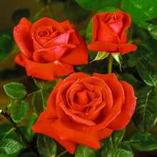Tropicana Tea Rose (Rosa hybrid) for planting in flower bed