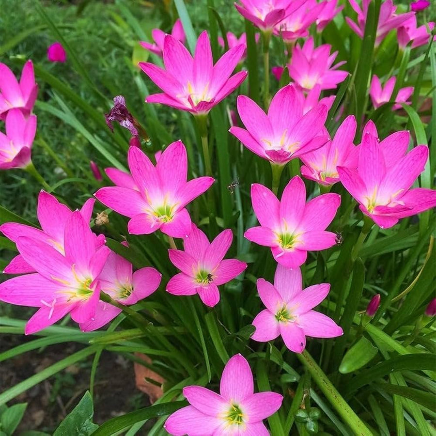Pink Zephyranthes Candida rain lily bulbs