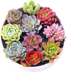 Dudleya Cymosa Yellow Succulent Plant Seeds for low-maintenance growers