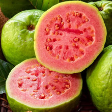 Guava Seeds (Psidium guajava) for growers planting the Vegetable Home Garden