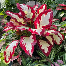 Hosta Seeds (Hosta spp.) for a bright addition to the backyard garden borders