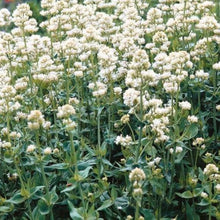 White Jupiter’s Beard Seeds prized for pollinators