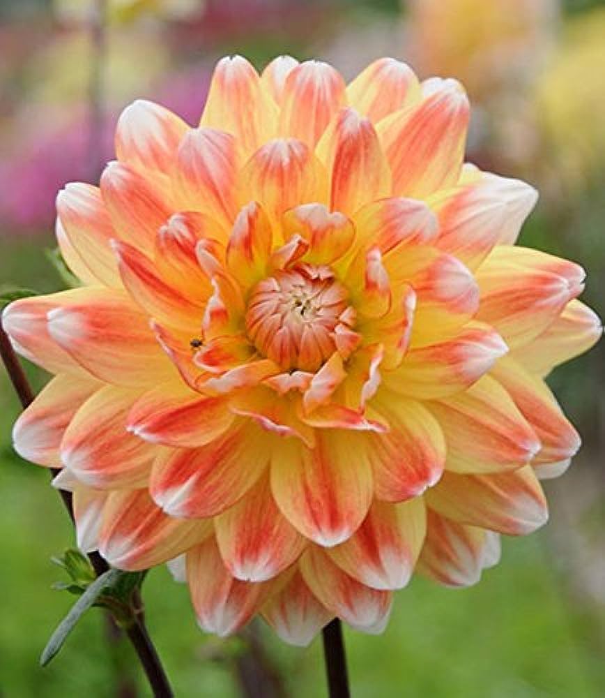 Tomo Pilot Dahlia Easy-Grow Flower - for planting in home garden