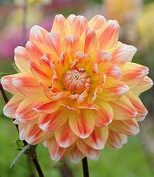 Dahlia Seeds for gardeners building out beds and borders