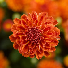 Chrysanthemum Chrysanthemum Morifolium Seeds for growers filling out the Home Backyard Borders
