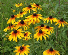 Gloriosa Daisy Seeds (Rudbeckia gloriosa) for growers filling out the wildflower borders and sunny garden planting