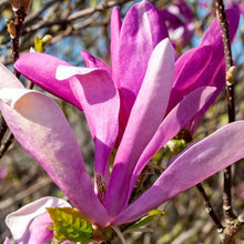 Magnolia Seeds (Magnolia spp.) for growers filling out the Flower Bed