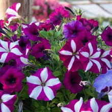Petunia Seeds (Petunia hybrida) for colorful blooms in the balcony pots and seasonal garden planting