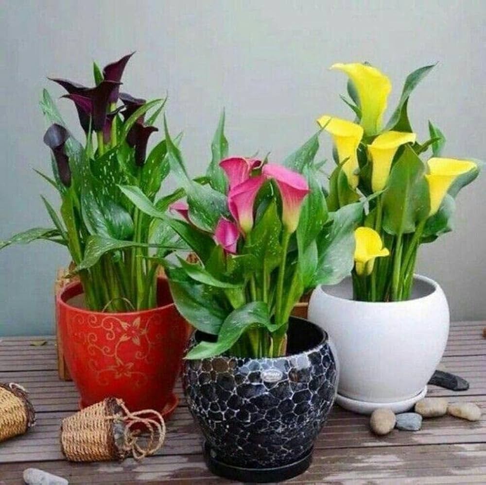Royal Blue Calla Lily (Zantedeschia) bulbs for planting