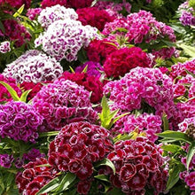 Dianthus Barbatus Tall Sweet William Double Mix Seeds for growers seeking a long-blooming display