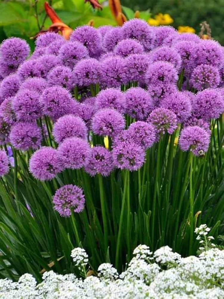 Allium Obliquum ��������� Allium obliquum ��������� for planting in garden