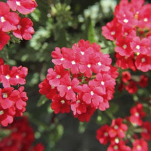 Verbena Hybrida Seeds prized for beautiful Perennial Flower Blooms