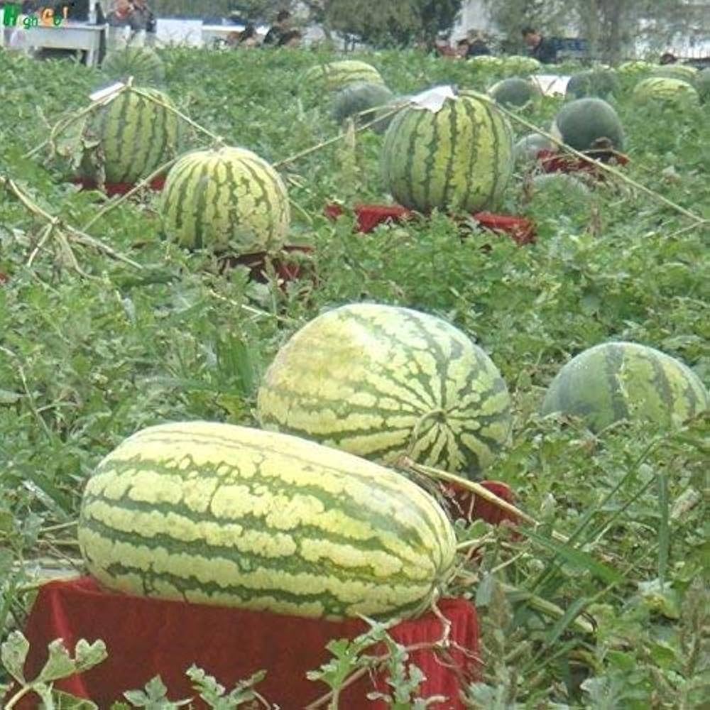 Giant Watermelon Seeds for Sweet, Juicy Summer Watermelons