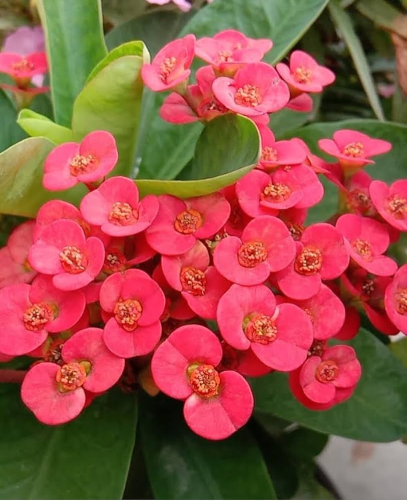 Light green euphorbia flower seeds