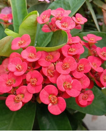 Euphorbia Seeds valued for pink Gardening