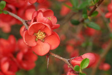 Japanese Quince Seeds (Chaenomeles japonica) for colorful blooms in the Flower Bed & Urban Garden